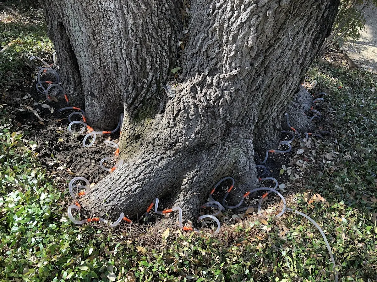 Detailed Tree Cabling and Bracing job site in Lake Hill