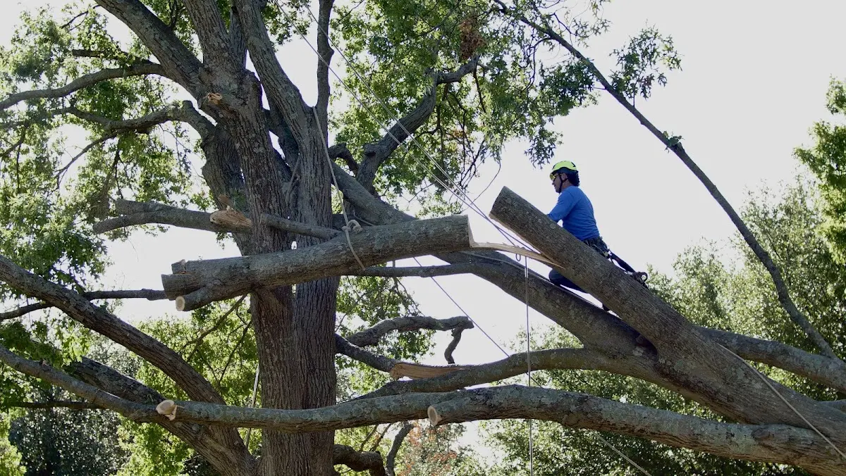 Professional Crown Thinning performed by certified arborists in Lake Hill