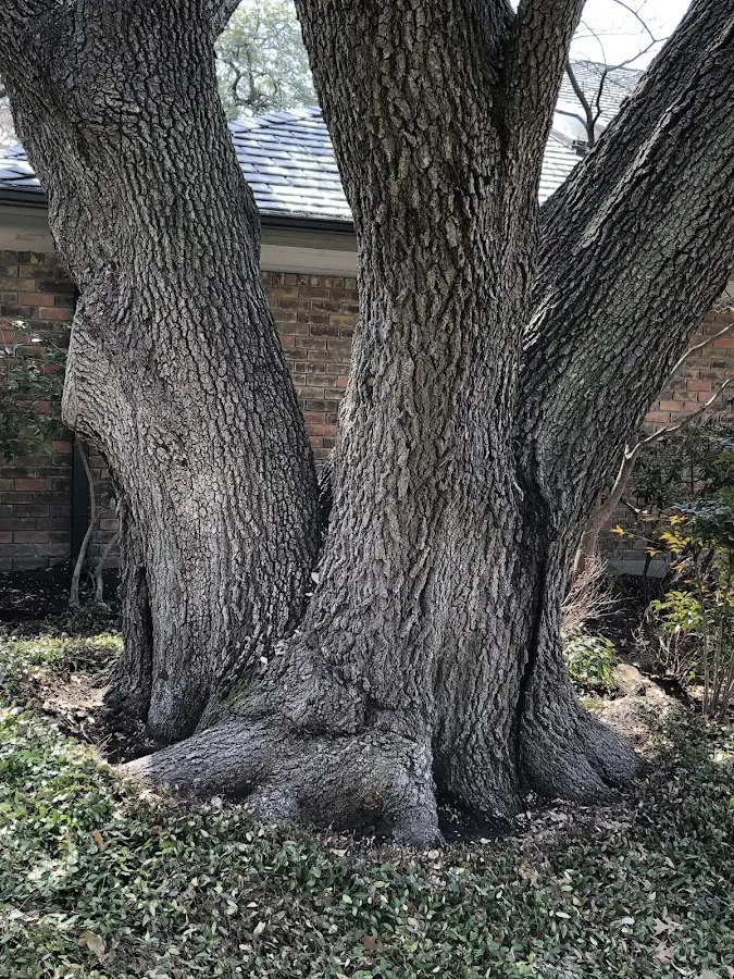 Mature heritage tree close to a Lake Hill property cared for by certified arborists